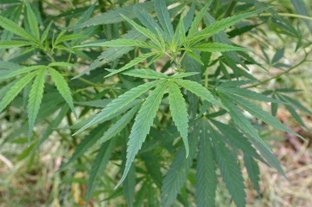 Problemas para hacer estudios clínicos sobre las propiedades medicinales del cánnabis