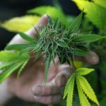 cannabis marihuana mano