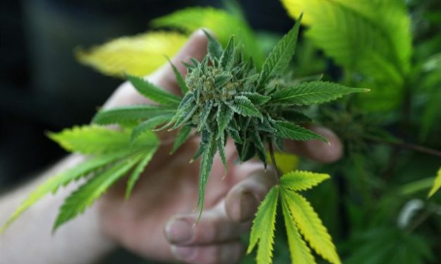 La otra urna: cinco estados legalizan la marihuana y uno despenaliza la posesión de todas las drogas