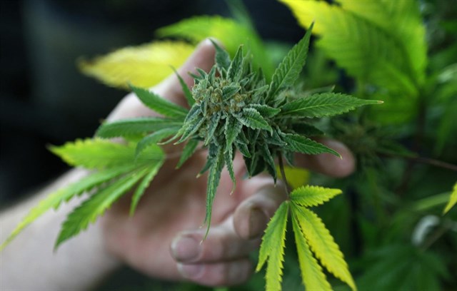 Francia podría legalizar el uso médico del cannabis