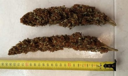 Joven de 21 años y estudiante, perfil de consumidor de cannabis en lugares de ocio valencianos