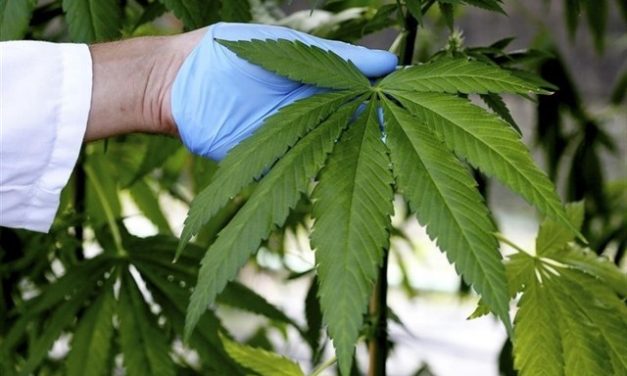 ¿Qué evidencia científica existe sobre el cannabis medicinal para tratar el dolor?