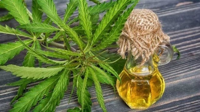 El Congreso de Paraguay aprueba el uso de la marihuana con fines medicinales