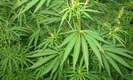 Prueban el potencial antipsicótico de un compuesto del cannabis