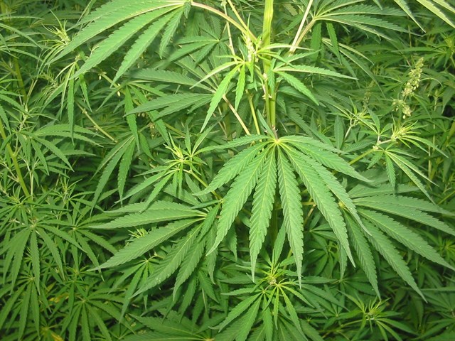 Prueban el potencial antipsicótico de un compuesto del cannabis