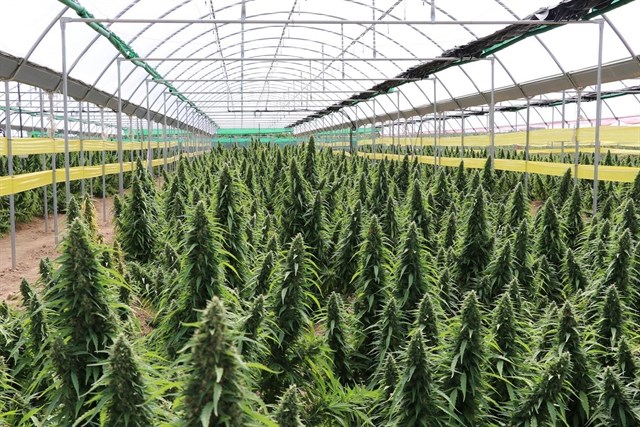 La marihuana en Europa, cada vez más potente y más cara