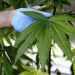cannabis marihuana guante