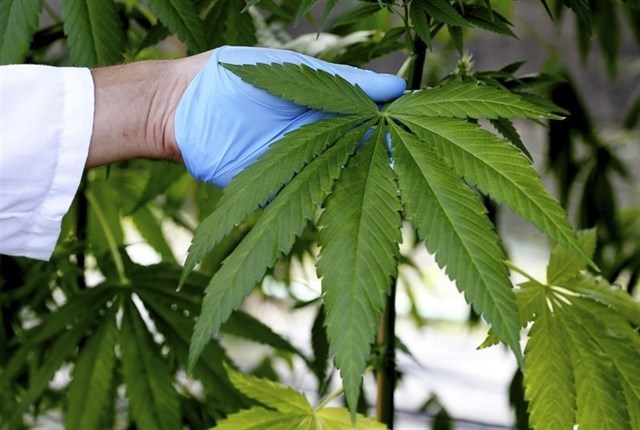 Observatorio Europeo de Drogas avisa en el Congreso de la falta de evidencia científica del uso medicinal del cannabis
