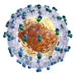 hepatitis c virus
