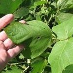 Un extracto vegetal puede tratar la adicción a la cocaína