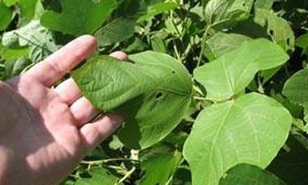 Un extracto vegetal puede tratar la adicción a la cocaína