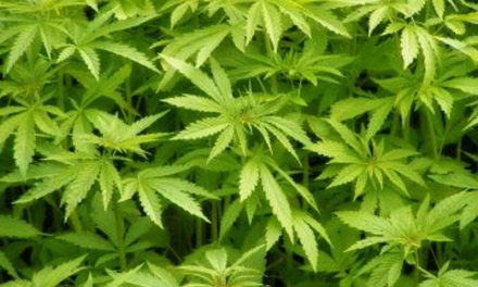 Aprueban proyecto para legalizar la marihuana en Chile