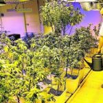 Nueva York aprueba el uso terapéutico de la marihuana