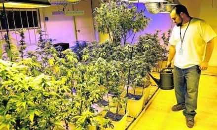 Nueva York aprueba el uso terapéutico de la marihuana