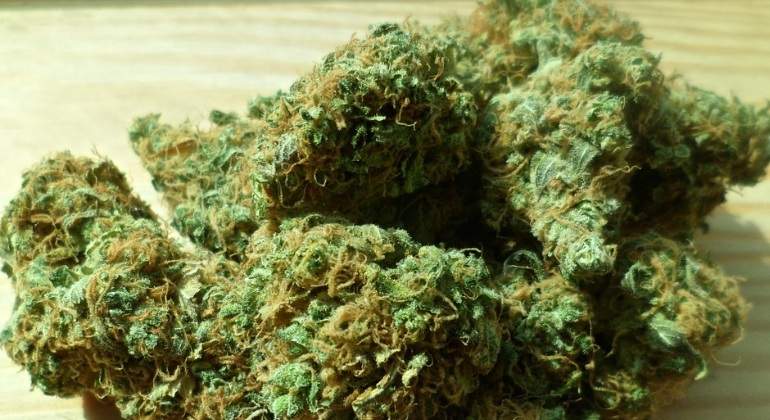 Proyecto para legalizar el consumo de marihuana recreativa en Colombia volvió a ser presentado en el Congreso