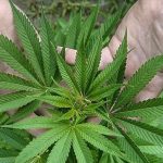cannabis marihuana