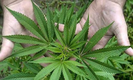 Identificados 16 nuevos componentes del cannabis