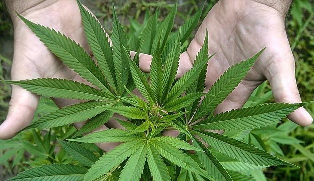 Identificados 16 nuevos componentes del cannabis