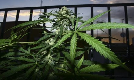 La regulación del cannabis echa a andar en Alemania con un modelo de clubes similar al de España que aquí es perseguido