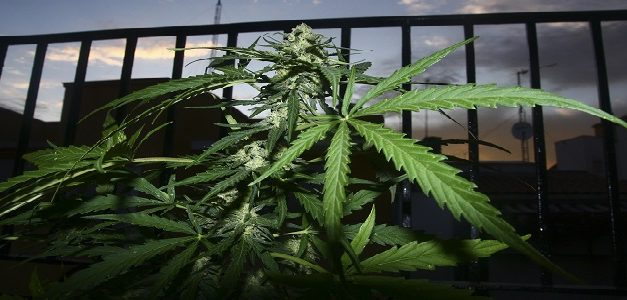 La cámara baja del Parlamento de Marruecos aprueba legalizar el cultivo y comercialización del cannabis