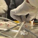 Maternidad altera efectos de la cocaína