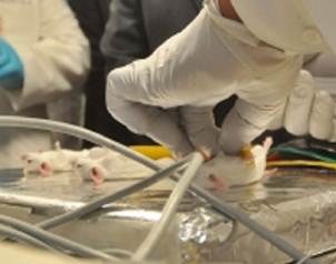 Maternidad altera efectos de la cocaína