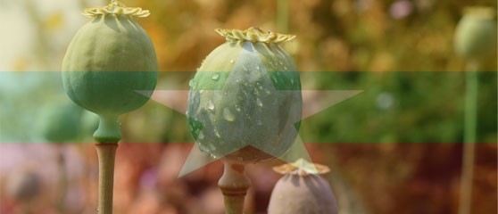La ONU apoya la Reforma en Política de Drogas de Birmania a medida que Aumenta el Cultivo de Opio