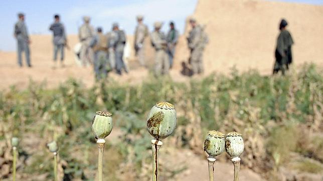 La prohibición del cultivo de la adormidera por parte de los talibanes provoca un debate en Ministerio del Interior del Reino Unido