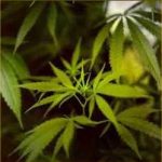 El consumo de marihuana podría conducir a problemas de fecundidad en mujeres