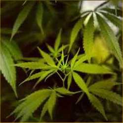 Médicos y expertos forman una subcomisión ‘paralela’ a la del Congreso sobre regulación del cannabis en desacuerdo con sus trabajos