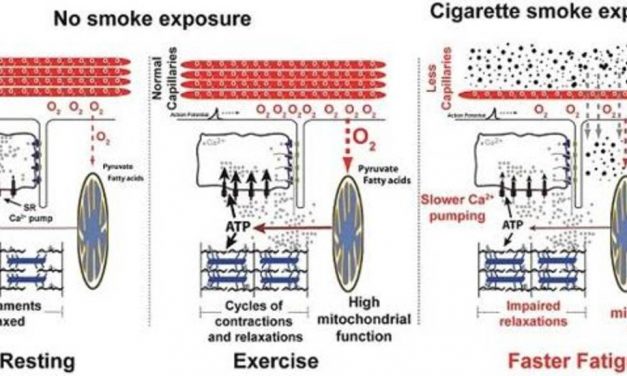 El tabaco causa un daño directo sobre los músculos del cuerpo