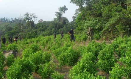 Farc proponen al Gobierno comenzar a implementar el acuerdo sobre drogas