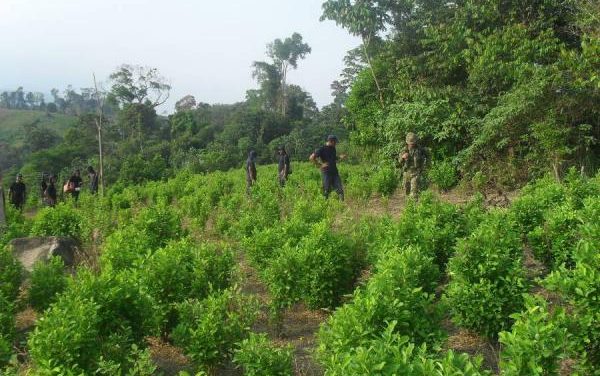 Farc proponen al Gobierno comenzar a implementar el acuerdo sobre drogas