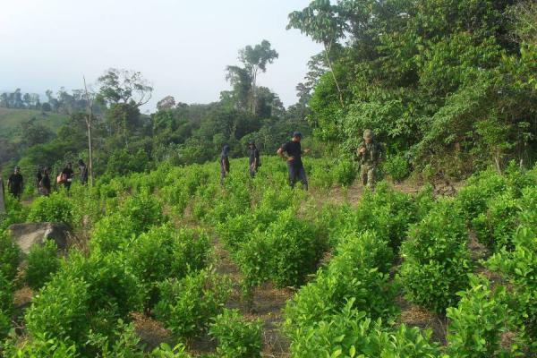 Farc proponen al Gobierno comenzar a implementar el acuerdo sobre drogas