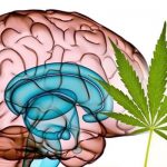 cerebro cannabis