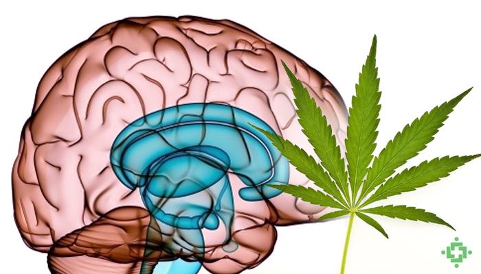 El uso de cannabis reduciría la probabilidad de desarrollar deterioro cognitivo en personas con el VIH