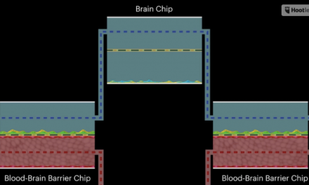 Qué sucede cuando se da metanfetaminas a un cerebro artificial