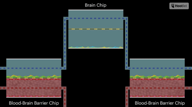 Qué sucede cuando se da metanfetaminas a un cerebro artificial