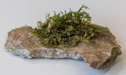 Un tipo de musgo podría ser más efectivo médicamente que el cannabis