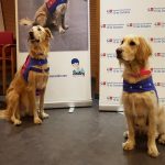 Un proyecto del Hospital 12 de Octubre demuestra los beneficios de la terapia con animales en pacientes con alcoholismo