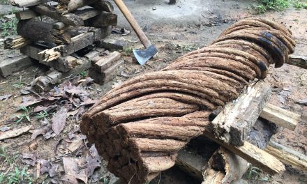 Ayahuasca: de alucinógeno prohibido a esperanza para el párkinson y el alzheimer