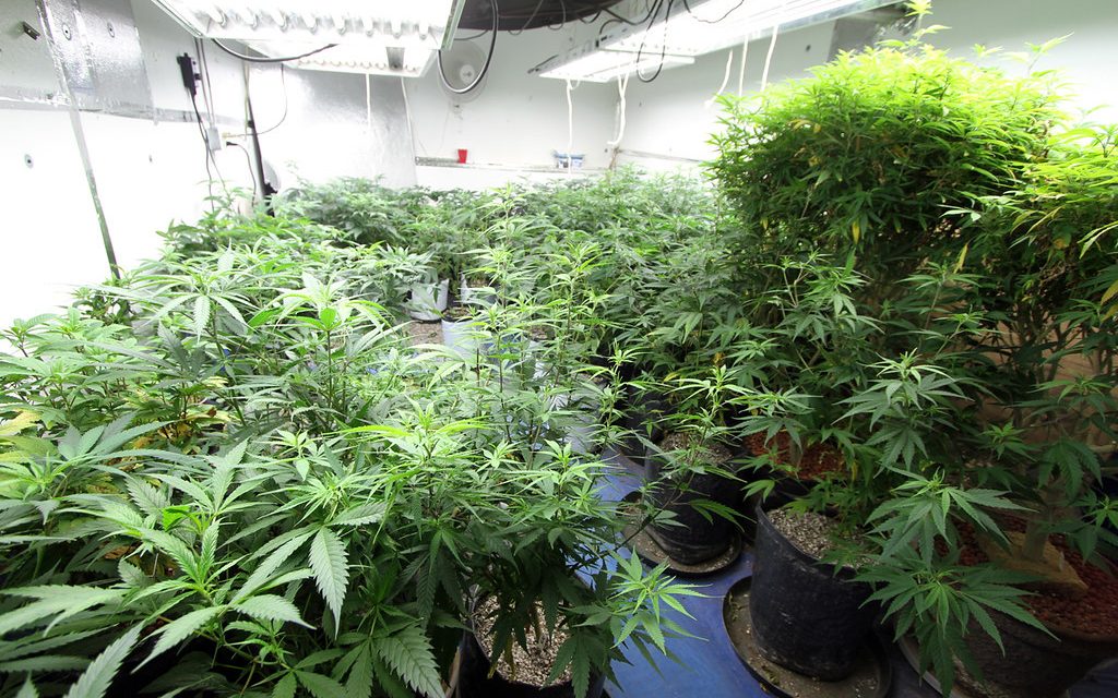 Unidas Podemos anuncia una ley para despenalizar el uso del cannabis