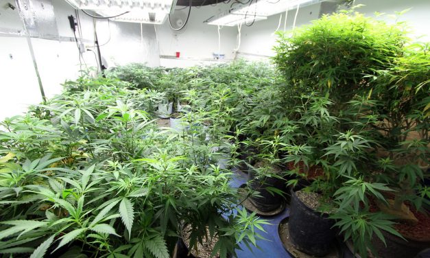 Uruguay se suma a la segunda encuesta mundial para cultivadores domésticos de cannabis