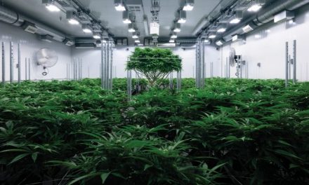 Rentabilidades astronómicas por invertir en cannabis: el turbio negocio de JuicyFields