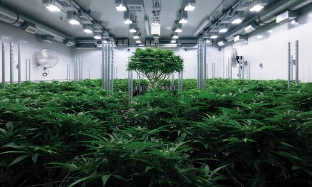 Rentabilidades astronómicas por invertir en cannabis: el turbio negocio de JuicyFields