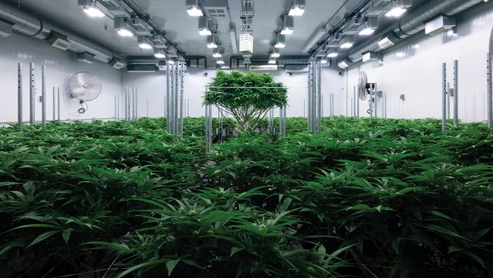 Rentabilidades astronómicas por invertir en cannabis: el turbio negocio de JuicyFields