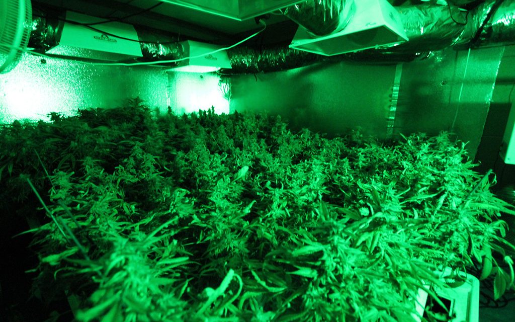 El Gobierno holandés cultivará cannabis en diez municipios