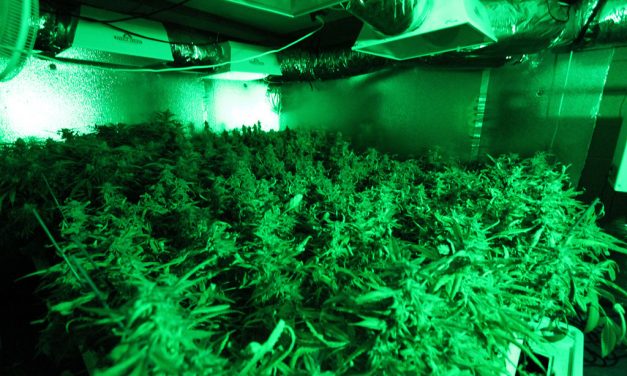 El Gobierno holandés cultivará cannabis en diez municipios