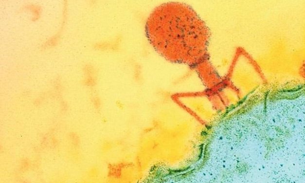 La terapia con fagos es prometedora para el tratamiento de la enfermedad hepática alcohólica
