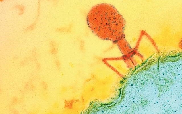La terapia con fagos es prometedora para el tratamiento de la enfermedad hepática alcohólica